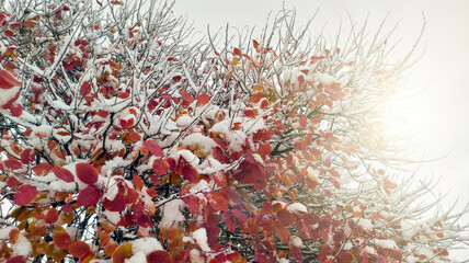 A branch with red leaves, gently dusted with snow—a poetic blend of autumn and winter, a serene...