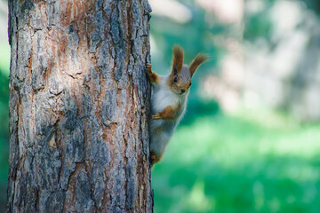 Little squirrel lives in the park