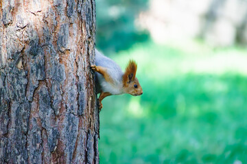 Little squirrel lives in the park