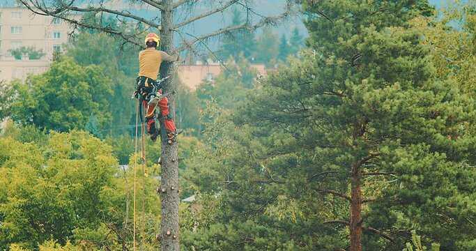A worker cuts down a tree, a man cuts trees with electric chainsaw, Lumberjack to cut branches while cutting down the tree, wood, A man saws a sawmill with a chainsaw at a height with insurance.