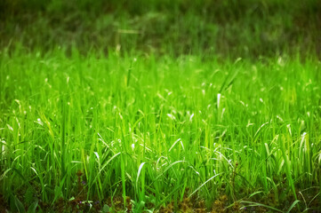 Green grass on a sunny day. Natural grass background