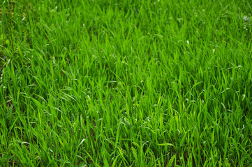Background of green natural grass. green grass in spring
