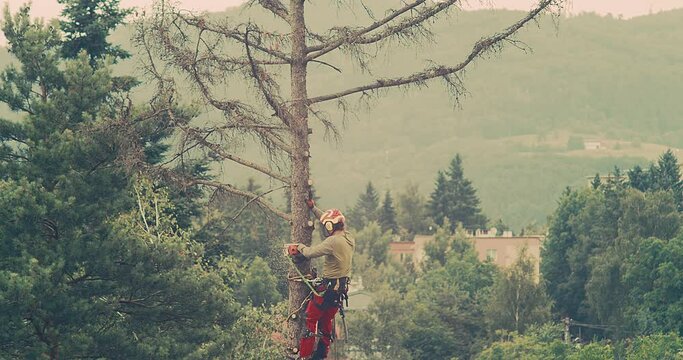 A worker cuts down a tree, a man cuts trees with electric chainsaw, Lumberjack to cut branches while cutting down the tree, wood, A man saws a sawmill with a chainsaw at a height with insurance.