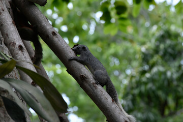 squirrel