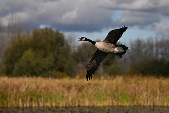 Autumn scene of a Canada Goose with wings spread and mouth open flying through a marsh