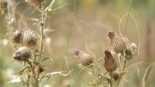 Dry sedge grass in the wind. Golden burdock, agrimony, Bur. Abstract fall natural background. Natural Beige. Pampas grass, seeds. Neutral colors. Selective focus. Trend concept. Autumn Earth Tones 4K
