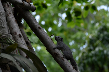squirrel