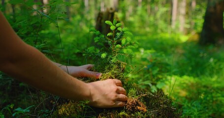Female hand holding sprout wilde pine tree in nature green forest. Earth Day save environment concept. Growing seedling forester planting.