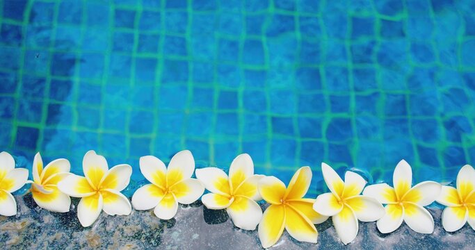 Flowers Float In A Single Row At The Adge Of Swimming Pool. Infomercial. Blue Water Background. White Plumeria Frangipani. Top Down Close-up Static View. Edge Of Reservoir.