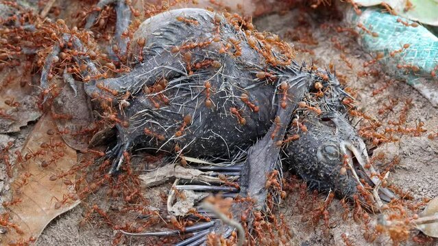 Weaver ants (Oecophylla smaragdina) dispose of the carcass of a bird in a tropical nature.