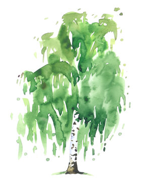Namalowana brzoza ilustracja
