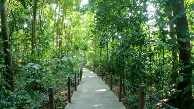 4K video of the Singapore Botanical Gardens
