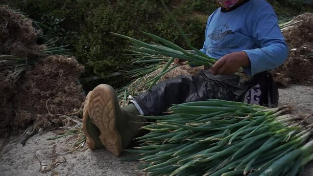 Indonesian farmers harvest leeks in the mountains of ''The land of vegetables loves prosperity'' Magelang Regency.