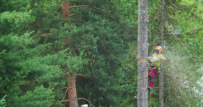 A worker cuts down a tree, a man cuts trees with electric chainsaw, Lumberjack to cut branches while cutting down the tree, wood, A man saws a sawmill with a chainsaw at a height with insurance.
