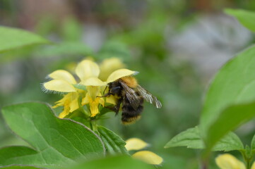 Bee sits on yellow flower and collects nectar