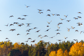 Blurred background of flock of flying birds in the sky on the fall trees