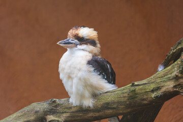 Giant kingfisher - Dacelo novaeguineae - a large bird of the kingfisher family sits on a branch.
