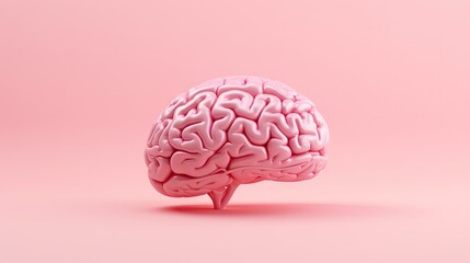 Human brain Anatomical Model slide on pink background. 3d rendering.