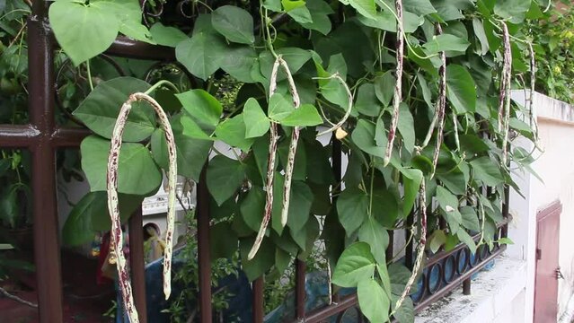 Long bean, Vigna unguiculata subsp. sesquipedalis. Bean pods are green and red, striped. On sunny day, rainy season in rural organic vegetable fence garden. Thailand.