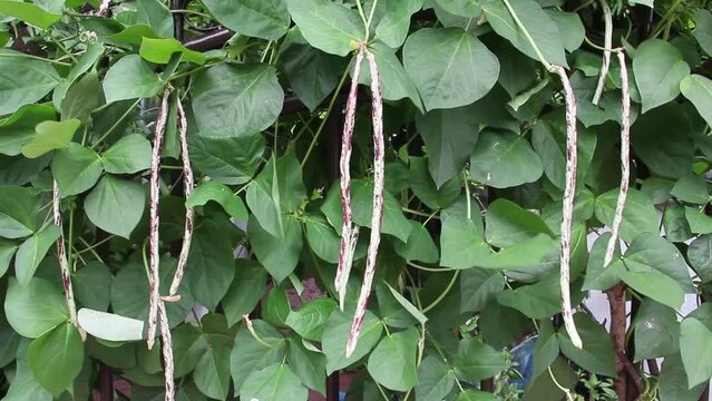 Long bean, Vigna unguiculata subsp. sesquipedalis. Bean pods are green and red, striped. On sunny day, rainy season in rural organic vegetable fence garden. Thailand.