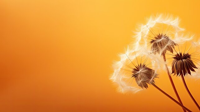 Abstract macro photo of dandelion seeds. Orange background. Shallow focus.