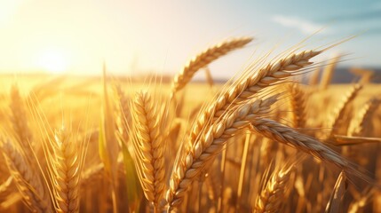 Beautiful agriculture sunset landscape. Ears of golden wheat close up. Rural scene under sunlight. Summer background of ripening ears of landscape. Growth nature harvest. Wheat field natural product