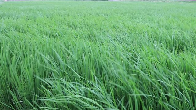 The oscillating waves of rice are blown by strong wind.Charming color,appealing rolling rice wave form a scenic scene.High quality video photographed in Chiayi City, Taiwan.