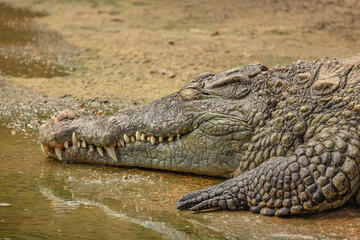 portrait d'un crocodile, en gros plan