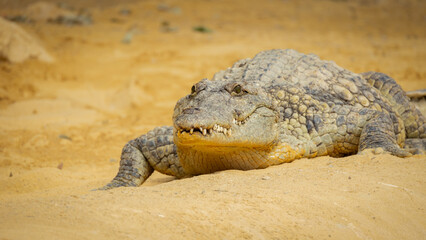 portrait d'un crocodile, en gros plan