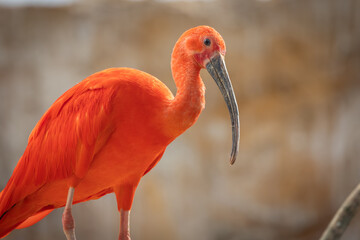Fototapeta premium Ibis rouge (Eudocimus ruber), en gros plan