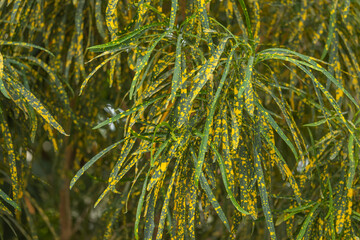 Feuilles fines de la plante Codiaeum Variegatum, en gros plan © ALF photo