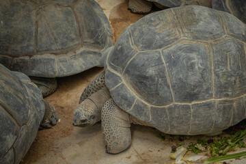grosse tortue terrestre, en gros plan
