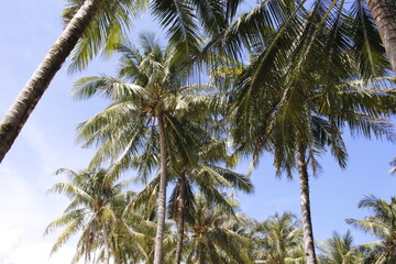 Fototapeta na wymiar Coconut leaves on a sunny day