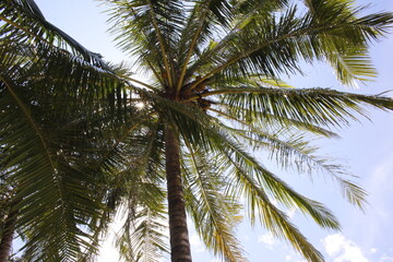 Coconut leaves on a sunny day