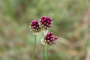 Kugelköpfiger Lauch - Allium Sphaerocephalon