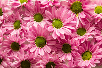 Muitas flores cor-de-rosa cobrindo uma superfície. Fundo de flores cor-de-rosa.