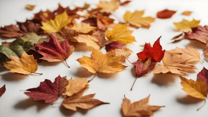 autumn leaves on white background