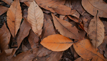 autumn leaf on the ground