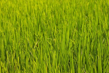 Fototapeta na wymiar Young paddy growing in field. Green grass in the wind. Fresh green grass background. Green color background. Paddy plant pattern texture backgrounds. Paddy leaves crop growth in high angle view.