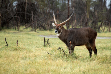 ,Common Waterbuck near n salt lake in East Africa on a rainy day in the African savanna with the last light of the day