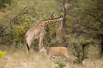Giraffe in the African savanna on a sunny summer day at first light