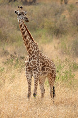 Naklejka na ściany i meble Giraffe in the African savanna on a sunny summer day at first light