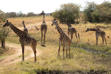 giraffe in the African savanna at the first light of a sunny summer day