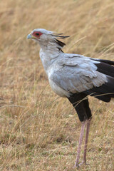 Naklejka premium Secretary bird at the first light of sunrise in the African savanna looking for reptiles in the grass
