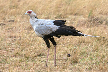 Secretary bird at the first light of sunrise in the African savanna looking for reptiles in the grass