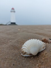 shell on the beach