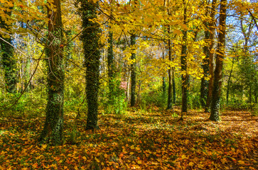 Obraz premium colorful trees in Tashkent Botanical Garden during fall season (Tashkent, Uzbekistan)