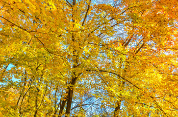 colorful trees in Tashkent Botanical Garden during fall season (Tashkent, Uzbekistan)