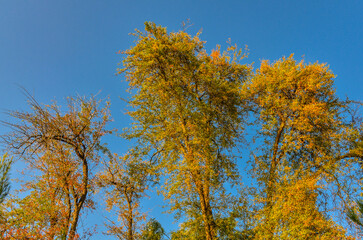 Fototapeta premium colorful trees in Tashkent Botanical Garden during fall season (Tashkent, Uzbekistan)