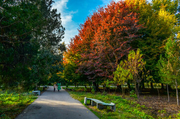 Obraz premium walkway in Tashkent Botanical Garden during fall season (Tashkent, Uzbekistan)